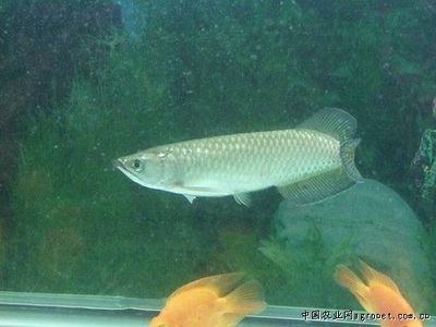 南關區波濤水族館 南關區波濤水族館 全國水族館企業名錄