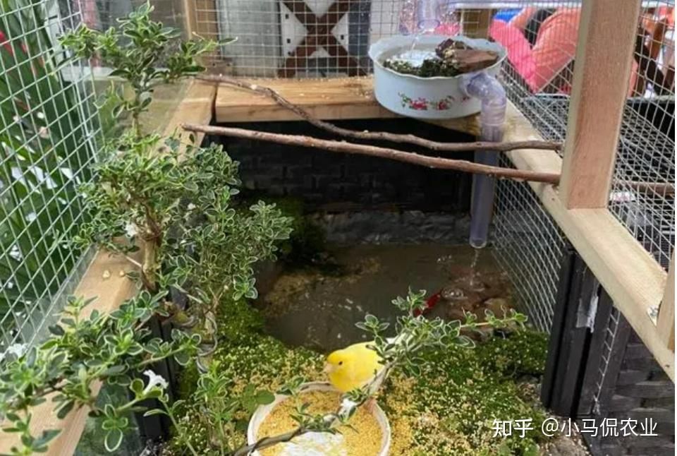 花盆改造魚缸的防水技巧：花盆改造的藝術與技巧