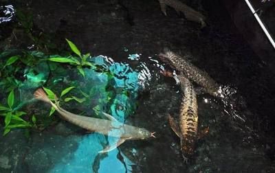龍魚嚼食正常嗎怎么喂食：龍魚嚼食是否正常取決于多種因素