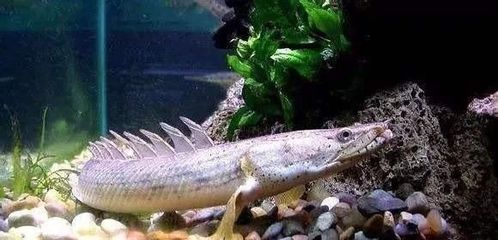 龍魚嚼食正常嗎怎么喂食：龍魚嚼食是否正常取決于多種因素