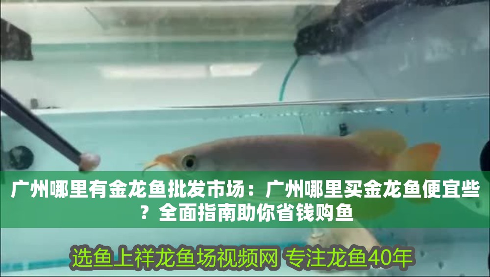 廣州哪里有金龍魚批發(fā)市場：廣州哪里買金龍魚便宜些？全面指南助你省錢購魚
