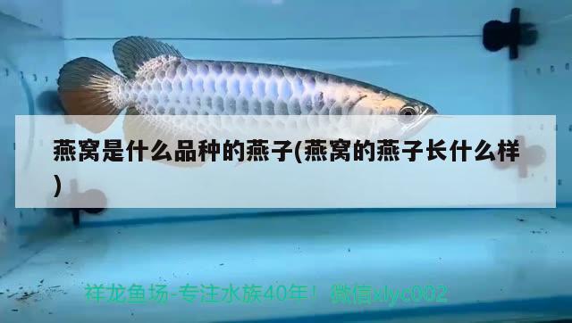 棲霞金澎湃水族店：打造專業水族領域的一站式服務