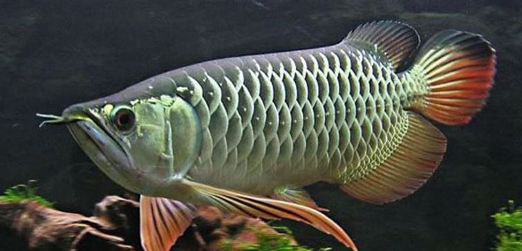 魚缸養龍魚的溫度多少合適：養龍魚時溫度控制是一項非常重要的工作以下是根據搜索結果得出的