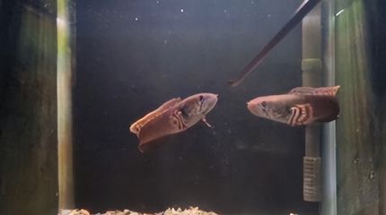 雷龍魚卵最佳孵化水溫：七彩雷龍魚卵孵化注意事項雷龍魚卵孵化注意事項