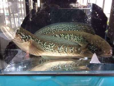 雷龍魚卵最佳孵化水溫：七彩雷龍魚卵孵化注意事項雷龍魚卵孵化注意事項