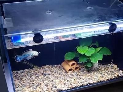 雷龍魚卵最佳孵化水溫：七彩雷龍魚卵孵化注意事項雷龍魚卵孵化注意事項