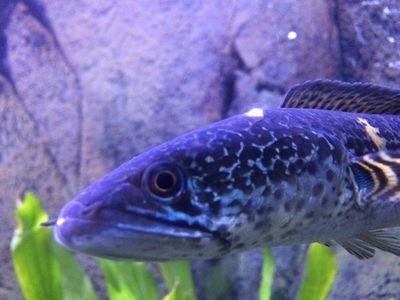 雷龍魚卵最佳孵化水溫：七彩雷龍魚卵孵化注意事項雷龍魚卵孵化注意事項