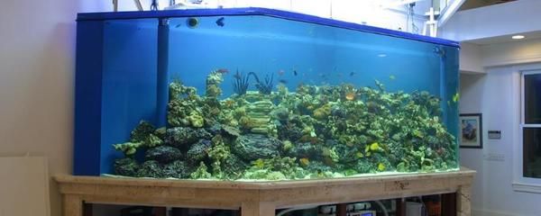 魚缸清潔的科學原理是保持水質清澈、魚兒健康的關鍵步驟：如何清理魚缸？