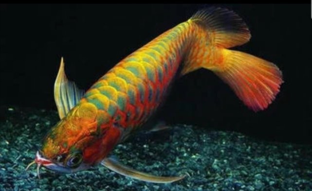 龍魚一個月不吃東西會死嗎 龍魚一個月不吃東西會死嗎 龍魚百科 第5張