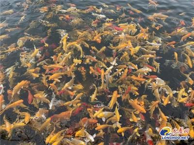 國內(nèi)龍魚養(yǎng)殖基地在哪里啊多少錢，國內(nèi)部分龍魚養(yǎng)殖基地價格