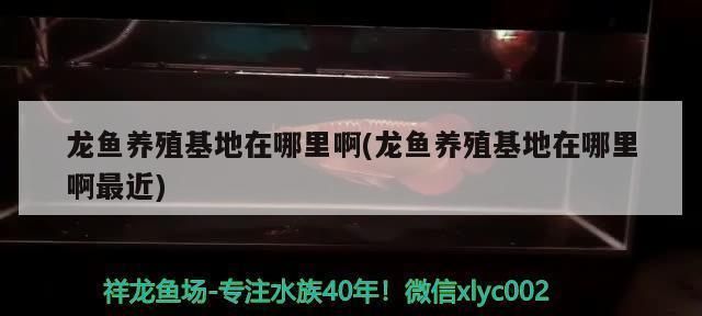 國內(nèi)龍魚養(yǎng)殖基地在哪里啊多少錢，國內(nèi)部分龍魚養(yǎng)殖基地價格