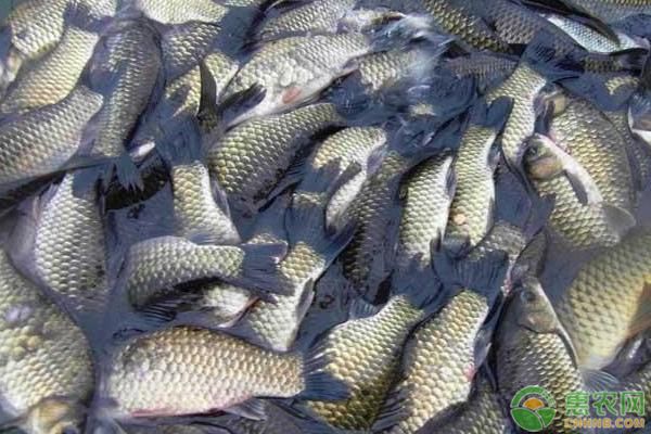 夏季魚缸養護技巧分享：夏季魚缸養護技巧