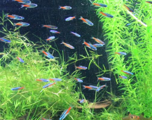 夏季魚缸養護技巧分享：夏季魚缸養護技巧