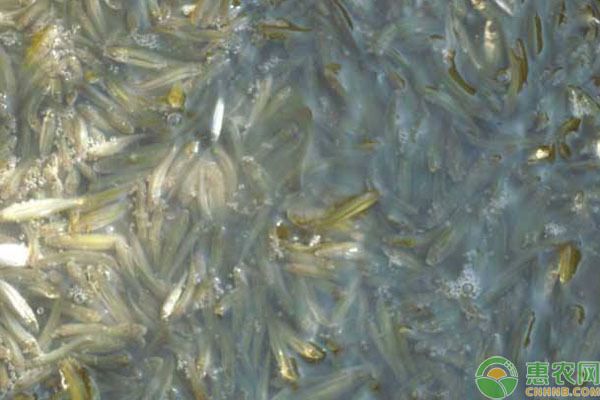 夏季魚缸養護技巧分享：夏季魚缸養護技巧