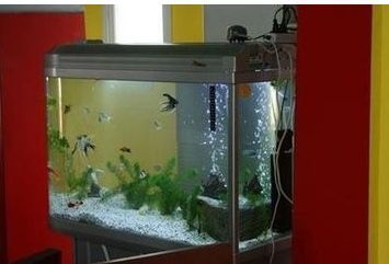 魚缸多久換一下水（魚缸多久換一下水魚缸換水的頻率是固定不變的，而是取決于多種因素） 魚缸多久換一下水（魚缸多久換一下水魚缸換水的頻率是固定不變的，而是取決于多種因素） 魚缸百科 第5張