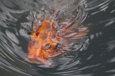 龍魚是冷水魚還是熱水：龍魚是一種冷水魚類，而不是冷水魚，
