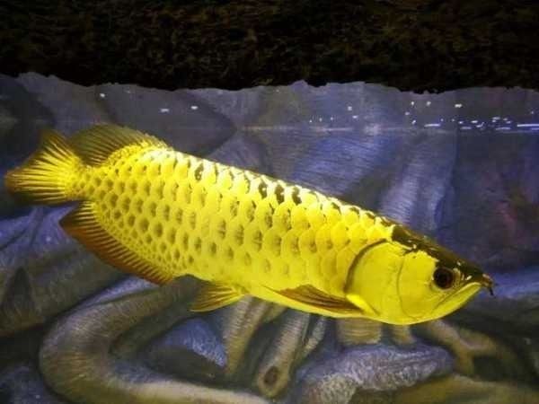 龍魚(yú)入新缸沉頭能治愈嗎（龍魚(yú)入新缸后出現(xiàn)沉頭怎么辦）