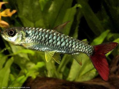 龍魚(yú)入新缸沉頭能治愈嗎（龍魚(yú)入新缸后出現(xiàn)沉頭怎么辦）