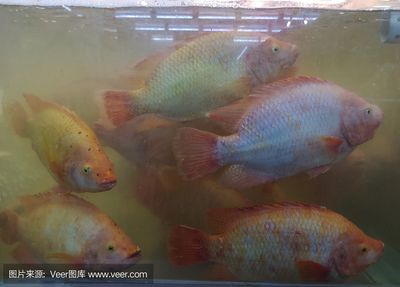 金龍魚最高價格有多少錢一條：金龍魚養(yǎng)殖成本分析