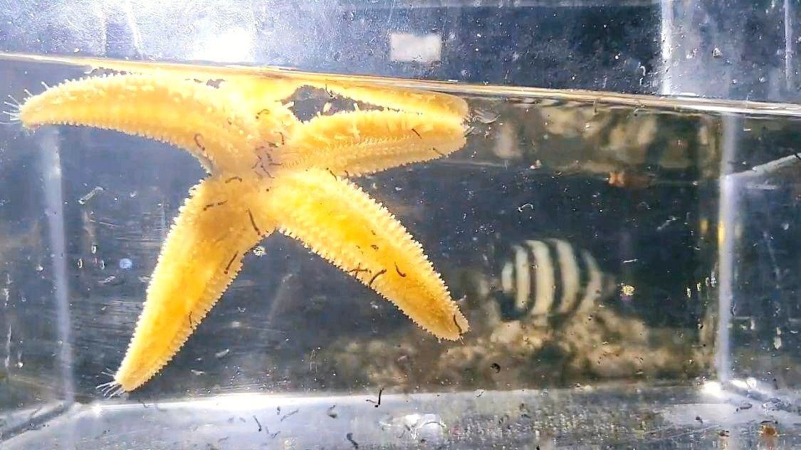 海星魚(yú)缸是一種適合養(yǎng)殖海星的容器，揭秘海星魚(yú)缸的養(yǎng)殖建議：揭秘海星魚(yú)缸與淡水養(yǎng)殖