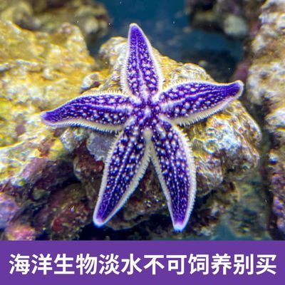 海星魚(yú)缸是一種適合養(yǎng)殖海星的容器，揭秘海星魚(yú)缸的養(yǎng)殖建議：揭秘海星魚(yú)缸與淡水養(yǎng)殖