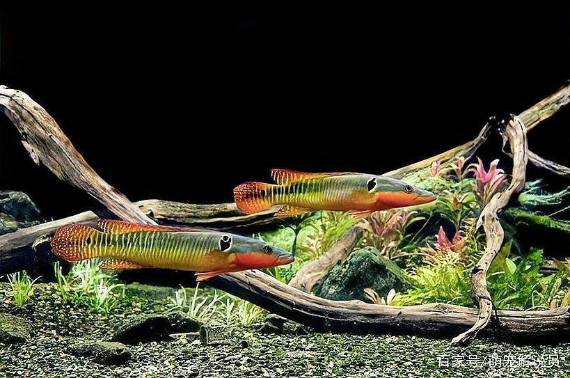 胭脂孔雀龍魚能養(yǎng)多大