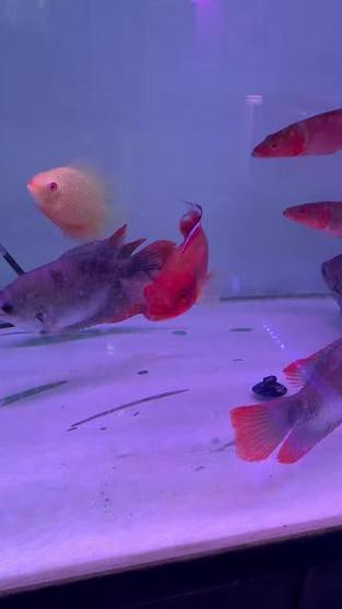 胭脂孔雀龍魚(yú)能養(yǎng)多大