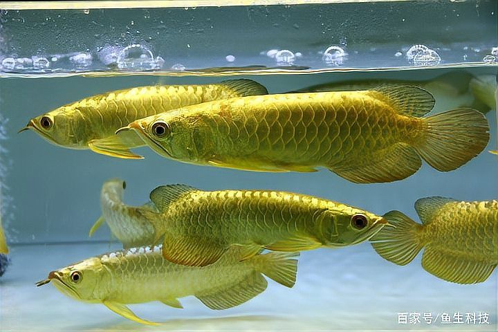 上過(guò)濾魚缸能養(yǎng)龍魚嗎