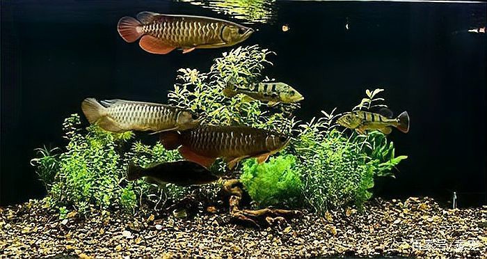 如何選擇龍魚缸的背景材質？