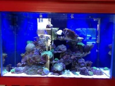 海水魚缸品牌排行榜2024年海水魚缸品牌探秘：全球知名水族品牌排行榜