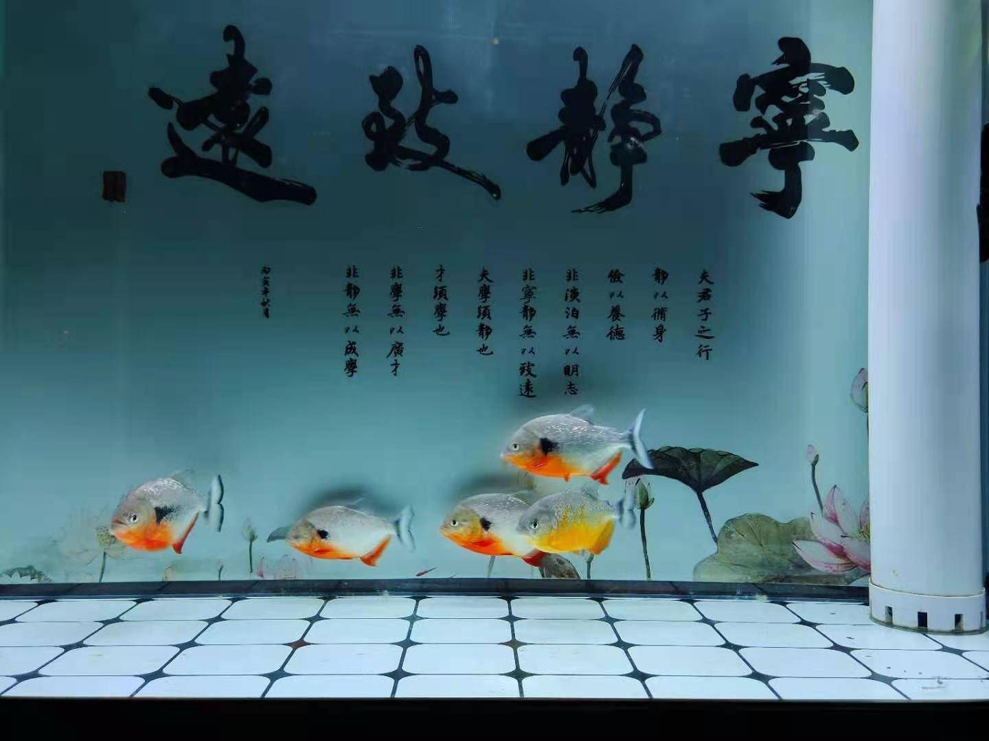 底濾魚缸的水位調(diào)節(jié)方法：溢流式底濾魚缸及其水位調(diào)節(jié)方法：底濾魚缸如何調(diào)節(jié)水位？