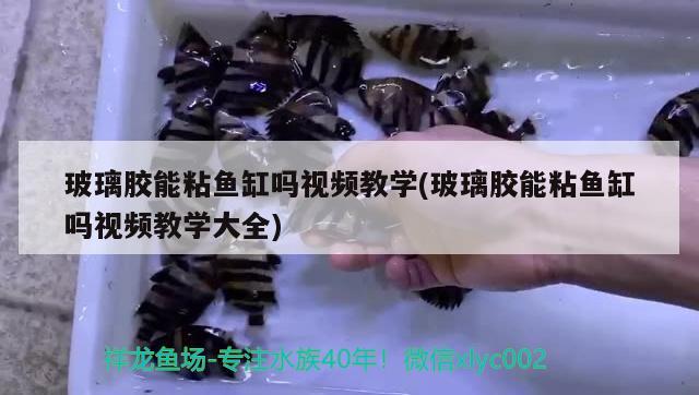 玻璃膠能粘魚缸嗎視頻教學(玻璃膠能粘魚缸嗎視頻教學大全)