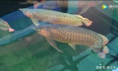 龍魚為什么在氧氣堆里不出來了呢：龍魚在氧氣堆里不出來怎么辦