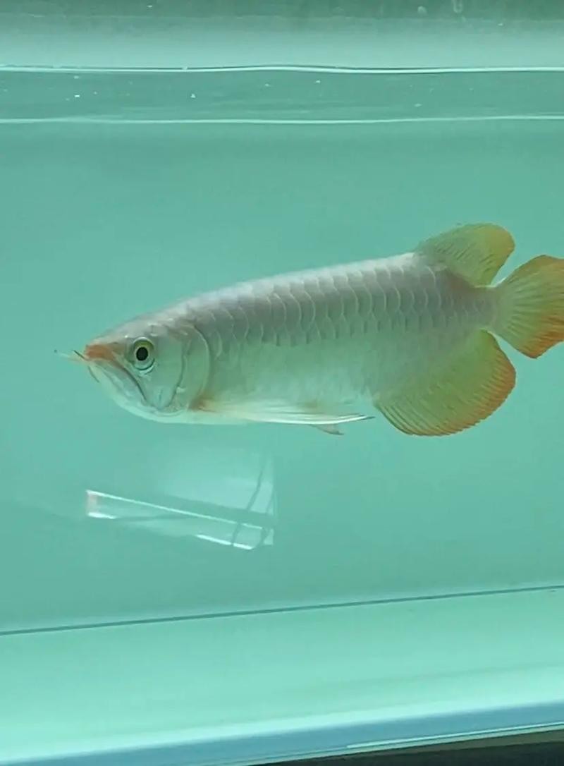 龍魚的體型特征圖片 龍魚的體型特征圖片 龍魚百科 第32張
