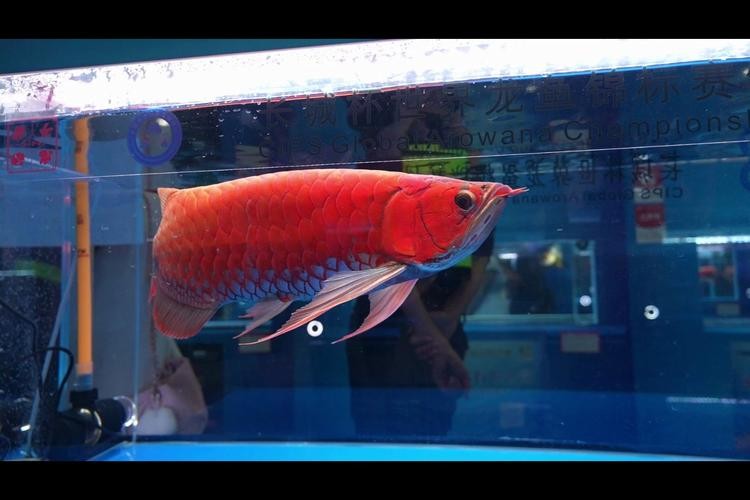 龍魚的體型特征圖片 龍魚的體型特征圖片 龍魚百科 第12張