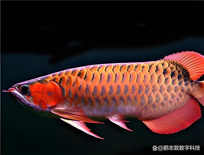 龍魚的體型特征圖片 龍魚的體型特征圖片 龍魚百科 第10張