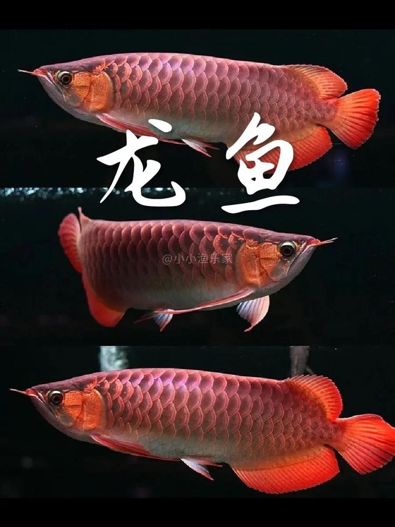 龍魚的體型特征圖片 龍魚的體型特征圖片 龍魚百科 第18張