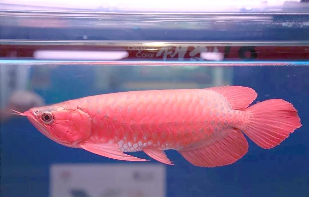 龍魚的體型特征圖片 龍魚的體型特征圖片 龍魚百科 第20張