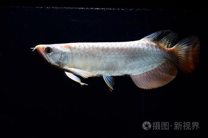 龍魚的體型特征圖片 龍魚的體型特征圖片 龍魚百科 第35張