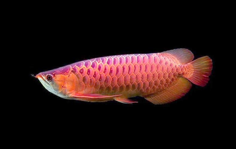 龍魚的體型特征圖片 龍魚的體型特征圖片 龍魚百科 第3張