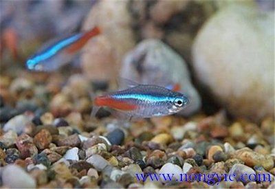 飛鳳魚(yú)繁殖技巧：關(guān)于飛鳳魚(yú)的繁殖技巧