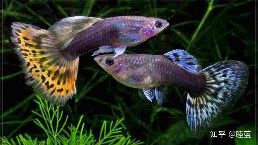 飛鳳魚(yú)繁殖技巧：關(guān)于飛鳳魚(yú)的繁殖技巧
