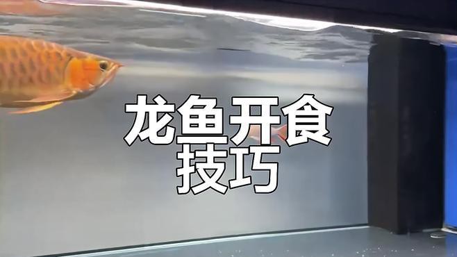 怎樣讓金龍魚開口