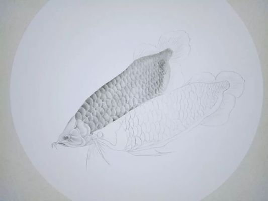 金龍魚掛畫寓意好嗎(金龍魚國畫的收藏價值如何金龍魚掛畫的風水布局技巧) 龍魚百科 第2張 金龍魚掛畫寓意好嗎(金龍魚國畫的收藏價值如何金龍魚掛畫的風水布局技巧) 金龍魚掛畫寓意好嗎(金龍魚國畫的收藏價值如何金龍魚掛畫的風水布局技巧) 龍魚百科 第2張