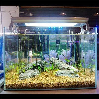 浮法和超白魚缸哪個好（浮法玻璃和超白玻璃魚缸各有優勢） 浮法和超白魚缸哪個好（浮法玻璃和超白玻璃魚缸各有優勢） 魚缸百科 第3張
