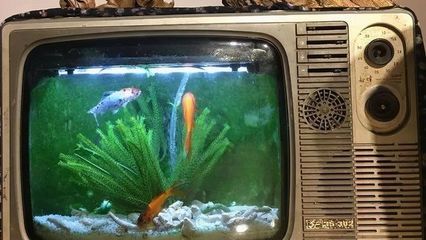 魚缸放在電視旁邊好不好？：電視與魚缸的科學(xué)相處之道