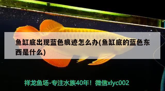 魚缸底出現藍色痕跡怎么辦(魚缸底的藍色東西是什么)