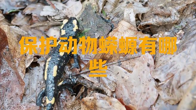 哪些蠑螈品種是保護動物？