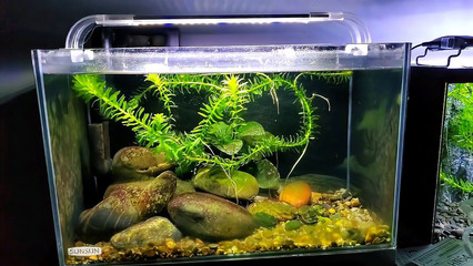 可麗愛魚缸 換水（可麗愛魚缸換水是維持水質清潔和魚兒健康的關鍵步驟）