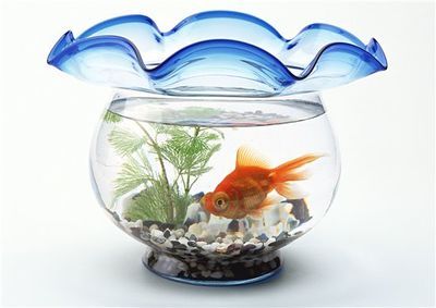 紅龍魚發色過程記錄表格過程記錄表格記錄表格：紅龍魚發色過程怎么記錄